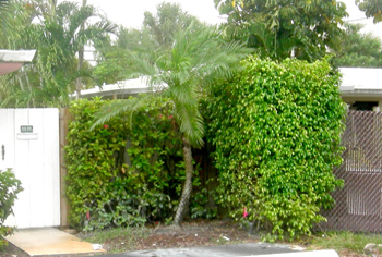 landscape cleanup and renovation
